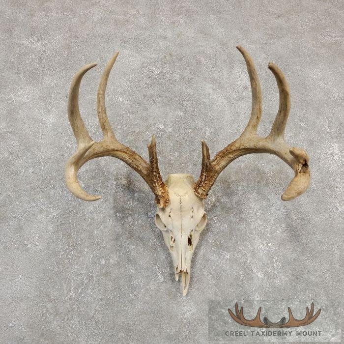 Whitetail Deer Skull European Taxidermy Mount For Sale