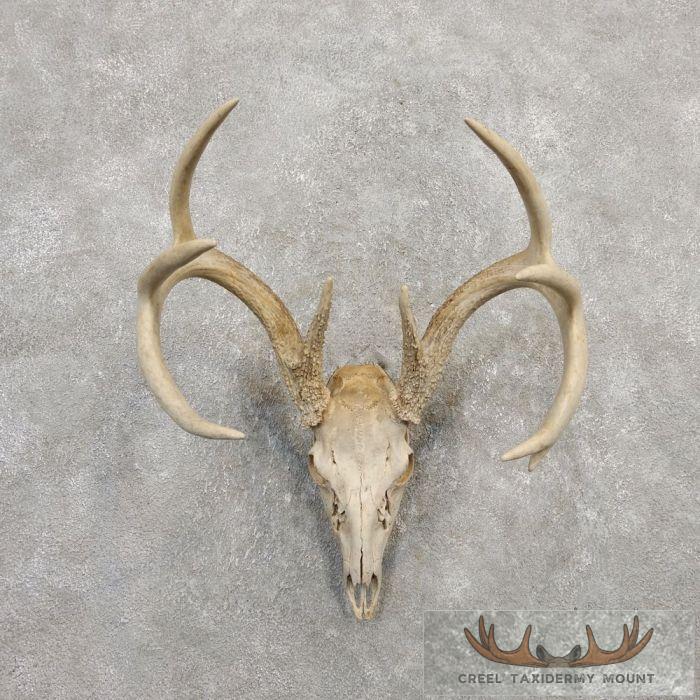 Whitetail Deer Skull European Taxidermy Mount For Sale