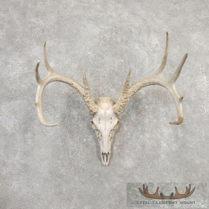 Whitetail Deer Skull European Taxidermy Mount For Sale