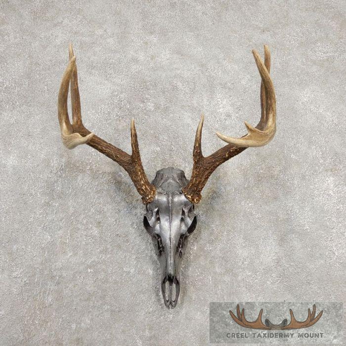 Whitetail Deer Reproduction Skull European Taxidermy Mount For Sale