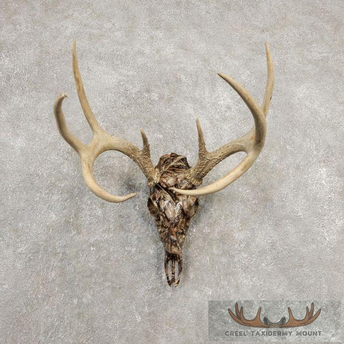 Whitetail Deer Reproduction Skull European Taxidermy Mount For Sale