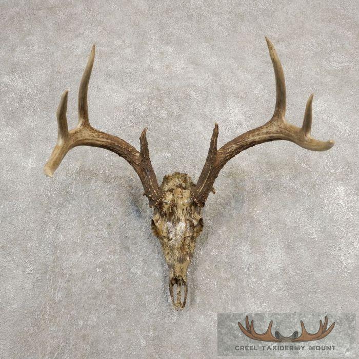 Whitetail Deer Reproduction Skull European Taxidermy Mount For Sale