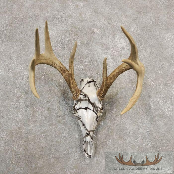 Whitetail Deer Reproduction Skull European Taxidermy Mount For Sale