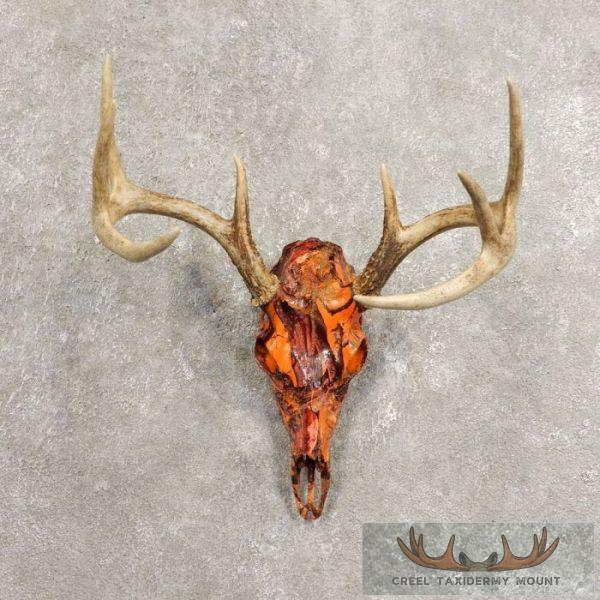 Whitetail Deer Reproduction Skull European Taxidermy Mount For Sale