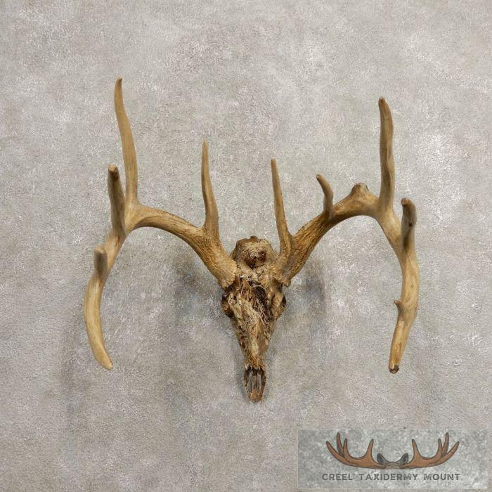 Whitetail Deer Reproduction Skull European Taxidermy Mount For Sale