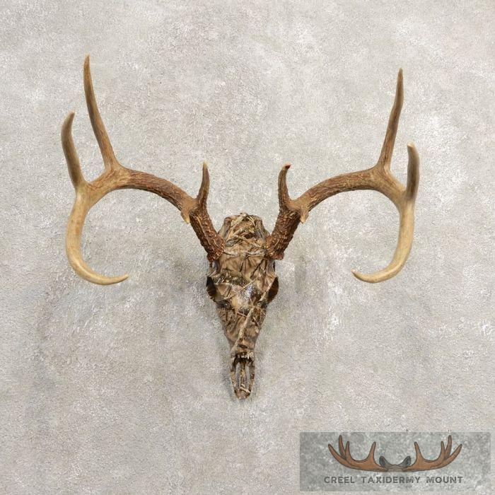 Whitetail Deer Reproduction Skull European Taxidermy Mount For Sale