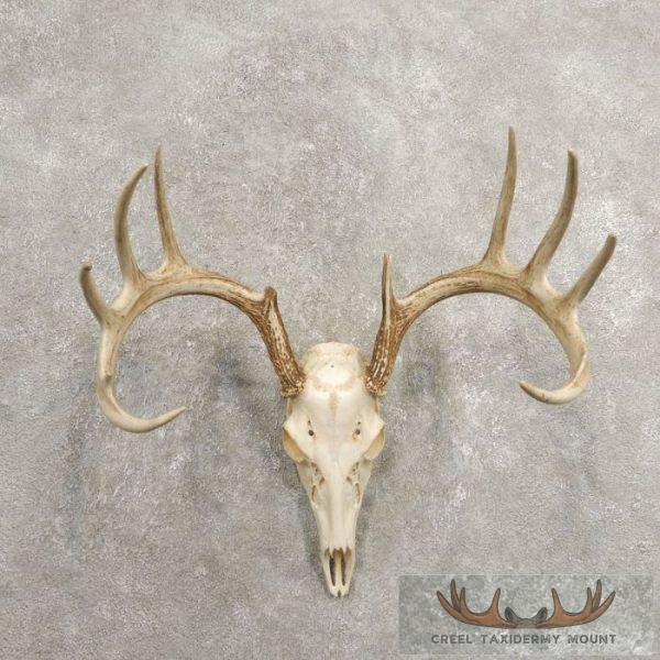 Whitetail Deer Skull European Taxidermy Mount For Sale