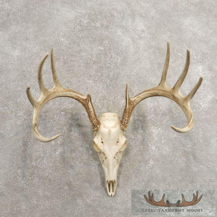 Whitetail Deer Skull European Taxidermy Mount For Sale