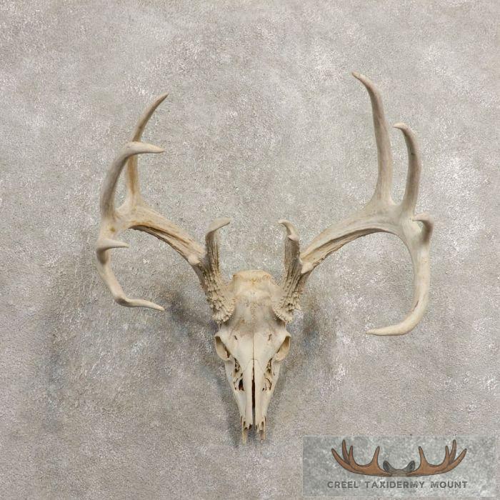 Whitetail Deer Skull European Taxidermy Mount For Sale