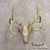 Whitetail Deer Skull European Taxidermy Mount For Sale