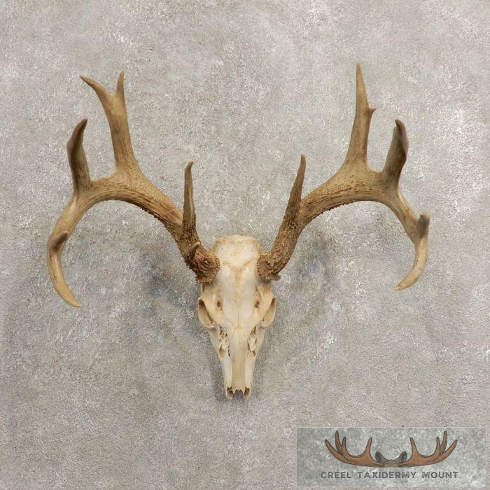 Whitetail Deer Skull European Taxidermy Mount For Sale