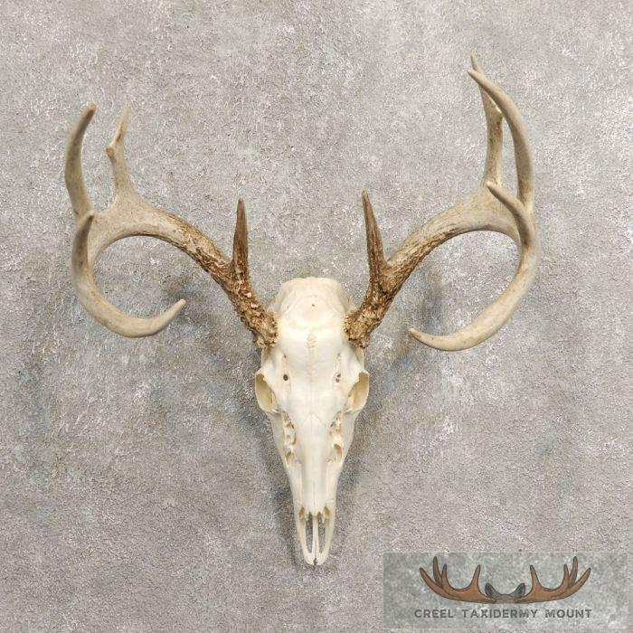 Whitetail Deer Skull European Taxidermy Mount For Sale