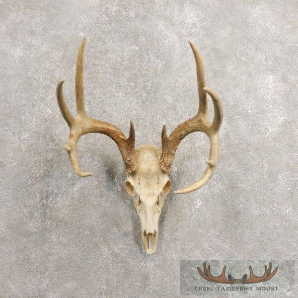 Whitetail Deer Skull European Taxidermy Mount For Sale