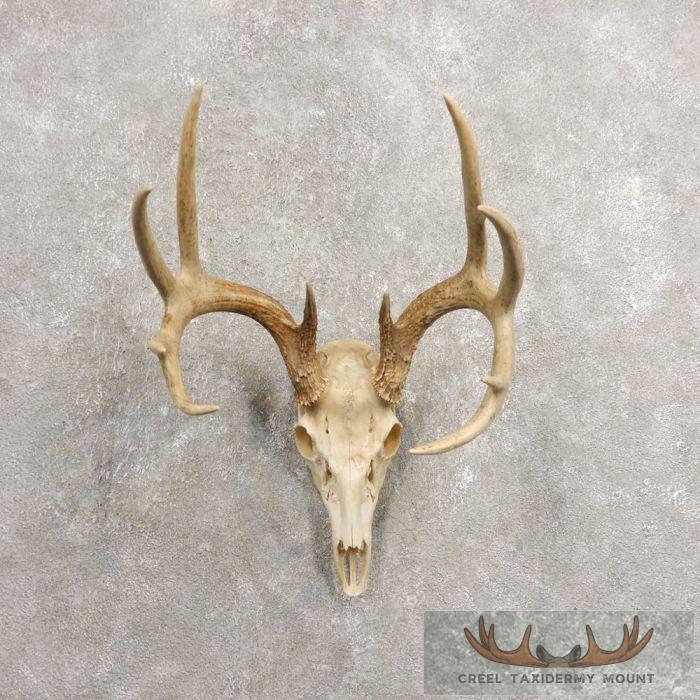 Whitetail Deer Skull European Taxidermy Mount For Sale