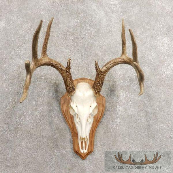 Whitetail Deer Skull European Taxidermy Mount For Sale