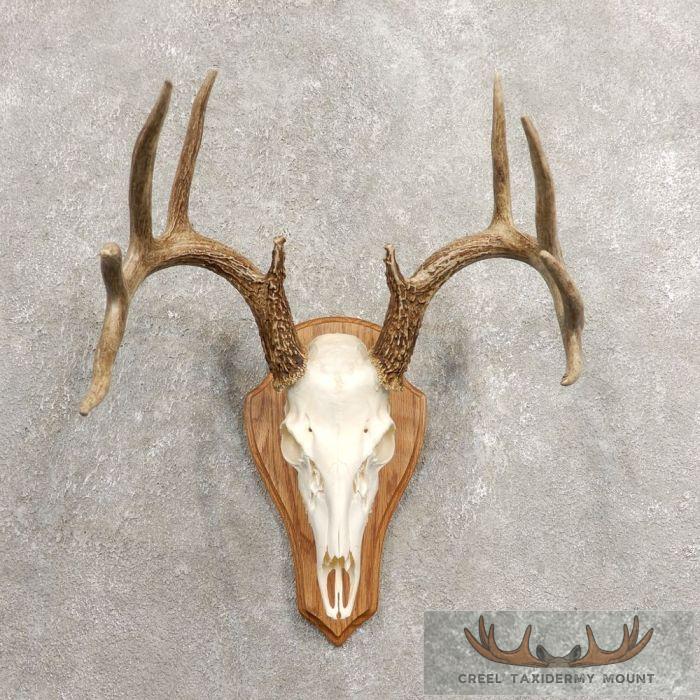 Whitetail Deer Skull European Taxidermy Mount For Sale