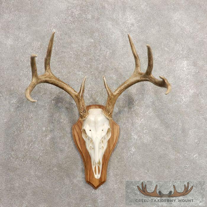 Whitetail Deer Skull European Taxidermy Mount For Sale