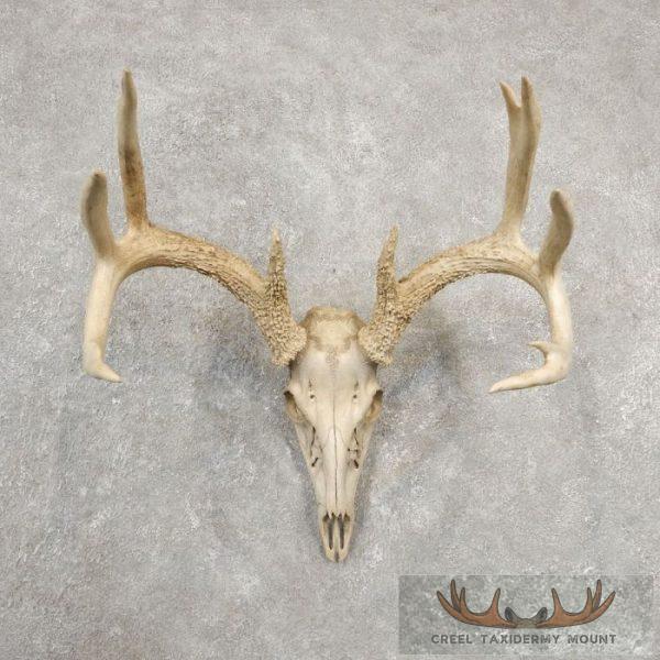 Whitetail Deer Skull European Taxidermy Mount For Sale
