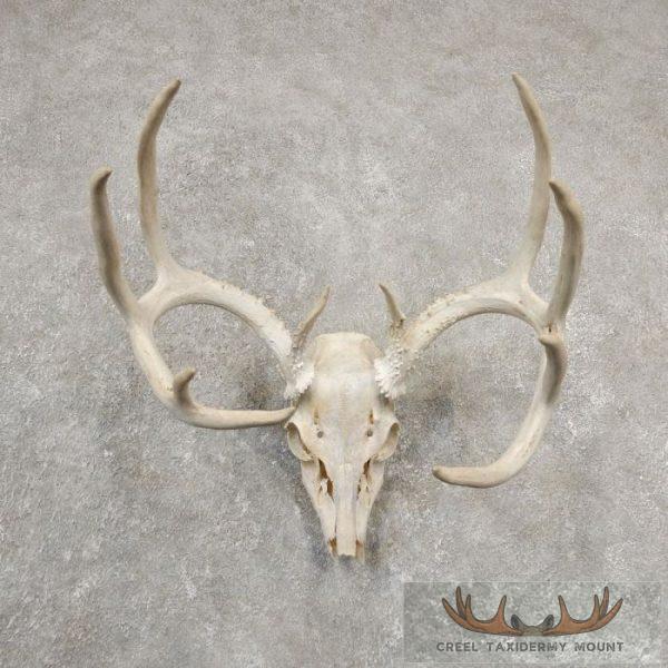 Whitetail Deer Skull European Taxidermy Mount For Sale