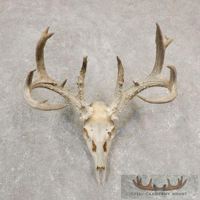 Whitetail Deer Skull European Taxidermy Mount For Sale