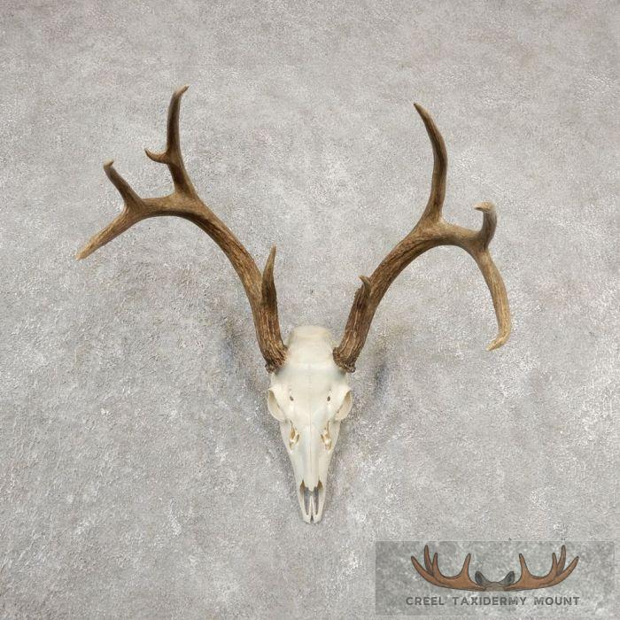 Whitetail Deer Skull European Taxidermy Mount For Sale