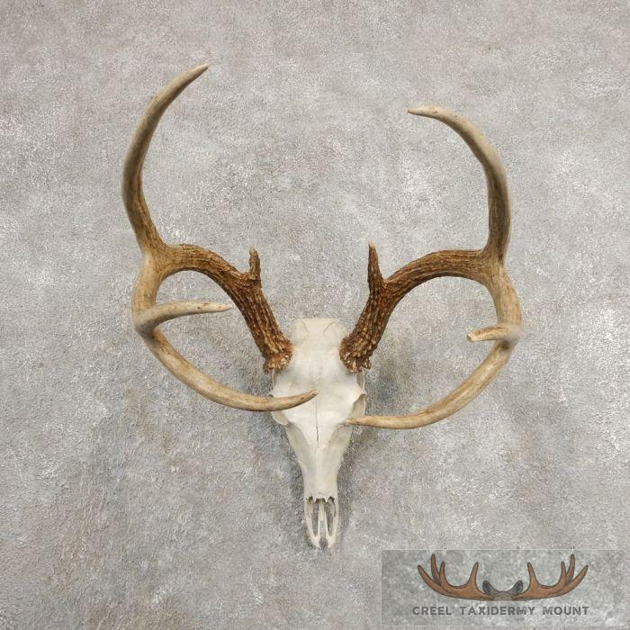 Whitetail Deer Skull European Taxidermy Mount For Sale