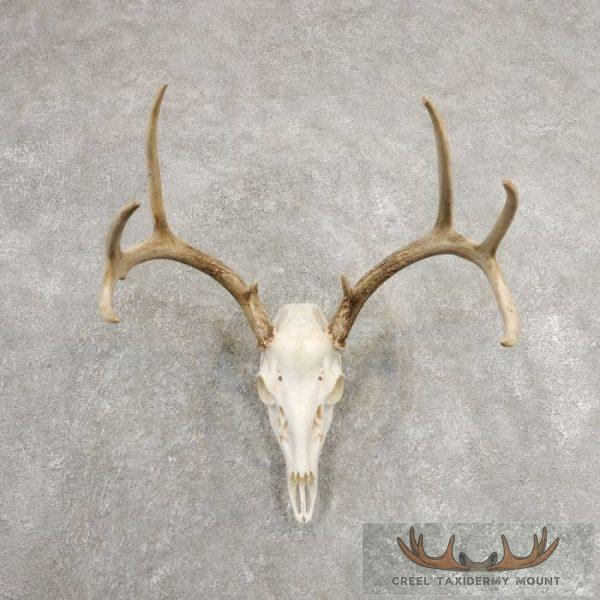 Whitetail Deer Skull European Taxidermy Mount For Sale