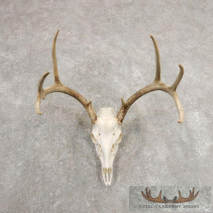 Whitetail Deer Skull European Taxidermy Mount For Sale
