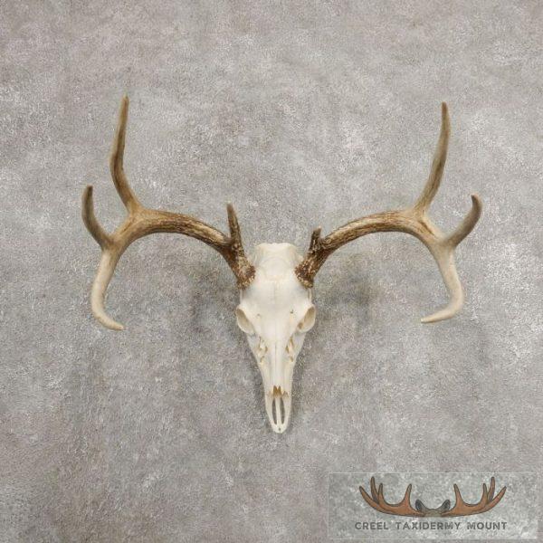 Whitetail Deer Skull European Taxidermy Mount For Sale