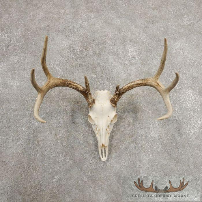 Whitetail Deer Skull European Taxidermy Mount For Sale