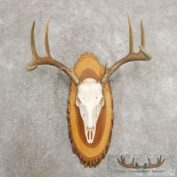 Whitetail Deer Skull European Taxidermy Mount For Sale