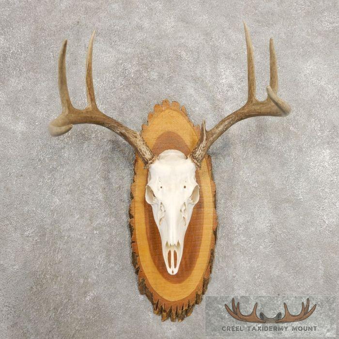 Whitetail Deer Skull European Taxidermy Mount For Sale