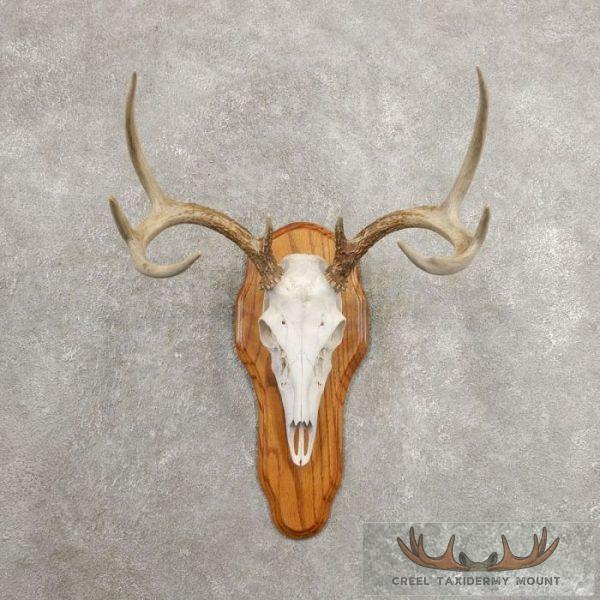 Whitetail Deer Skull European Taxidermy Mount For Sale