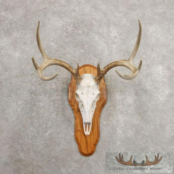 Whitetail Deer Skull European Taxidermy Mount For Sale