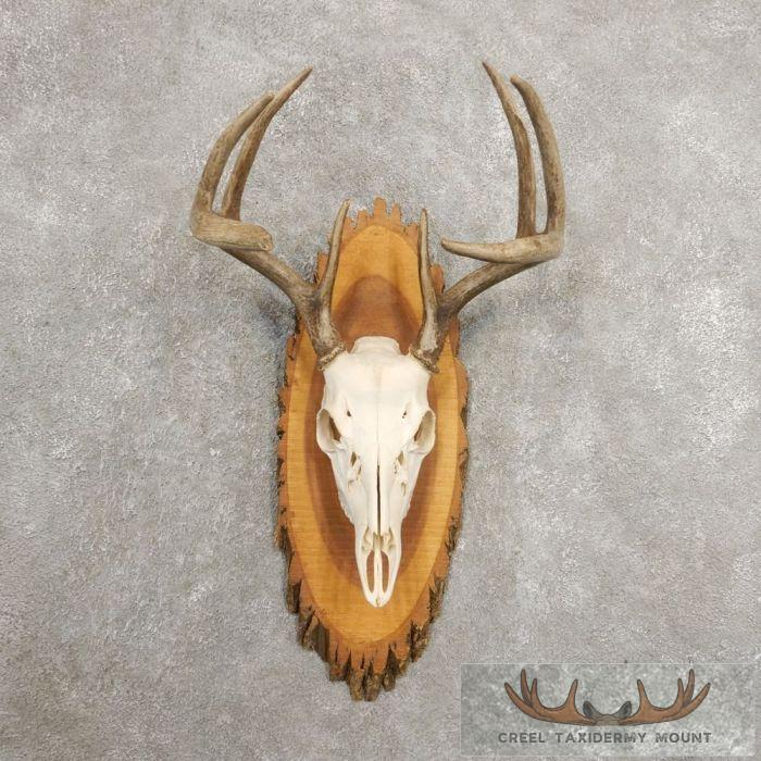 Whitetail Deer Skull European Taxidermy Mount For Sale
