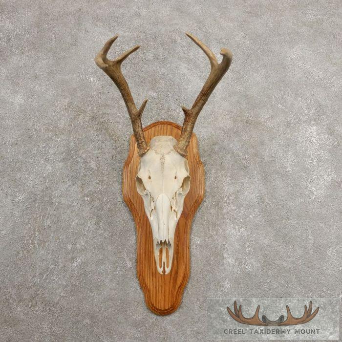 Whitetail Deer Skull European Mount For Sale