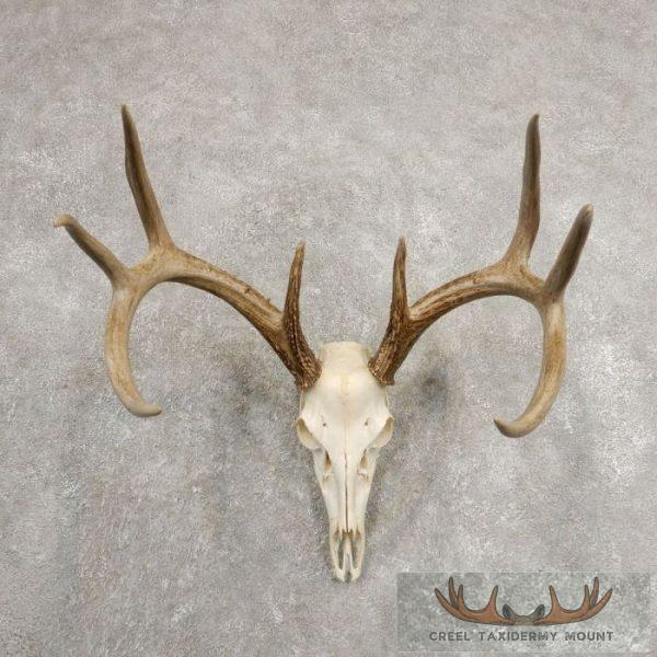 Whitetail Deer Skull European Taxidermy Mount For Sale