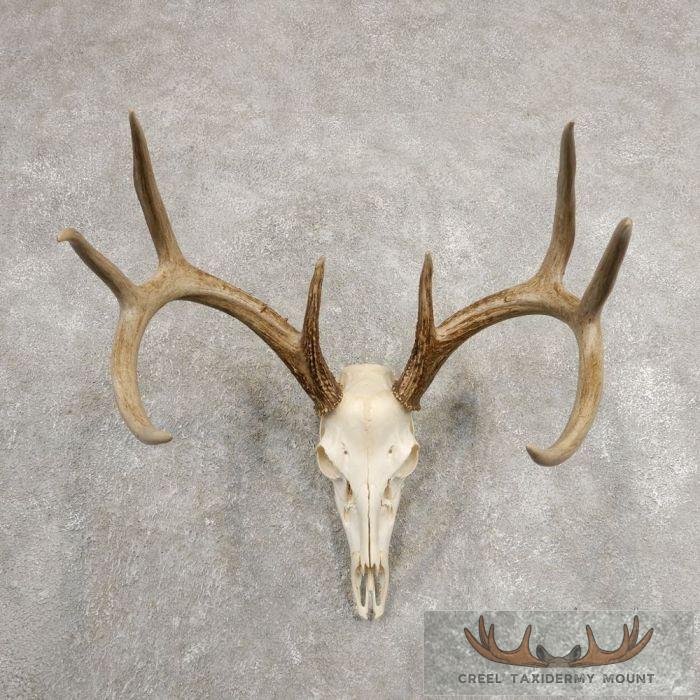 Whitetail Deer Skull European Taxidermy Mount For Sale