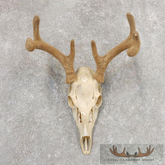 Whitetail Deer Skull European Taxidermy Mount For Sale
