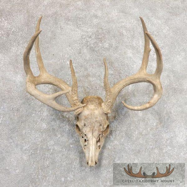 Whitetail Deer Skull European Taxidermy Mount For Sale