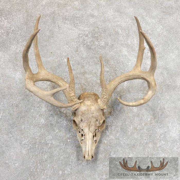 Whitetail Deer Skull European Taxidermy Mount For Sale