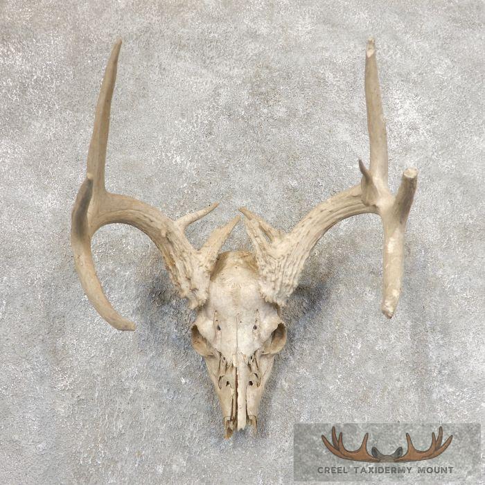 Whitetail Deer Skull European Taxidermy Mount For Sale