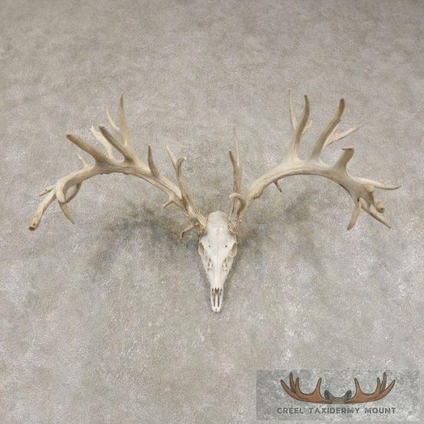 Whitetail Deer Skull European Taxidermy Mount For Sale