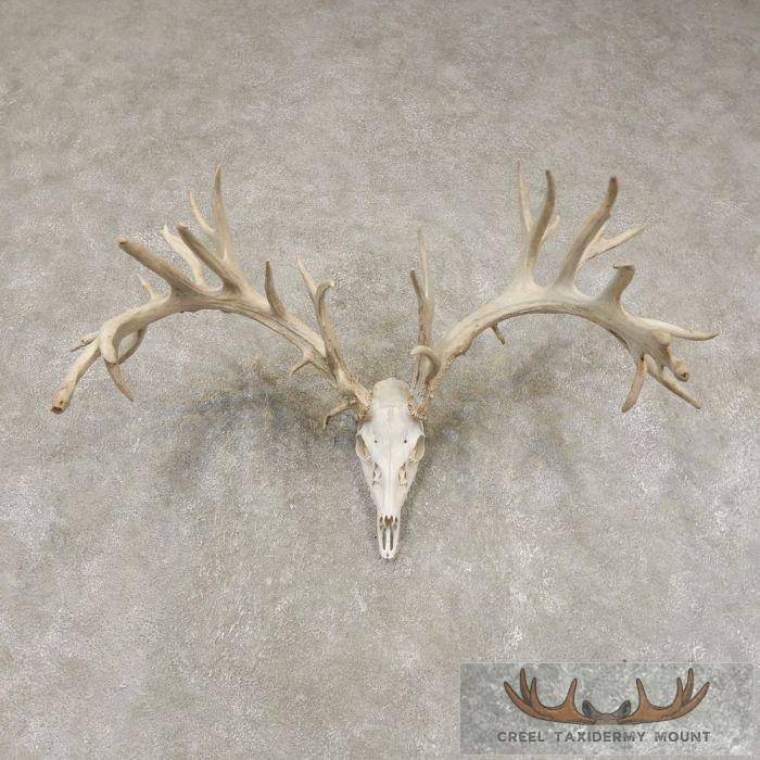 Whitetail Deer Skull European Taxidermy Mount For Sale