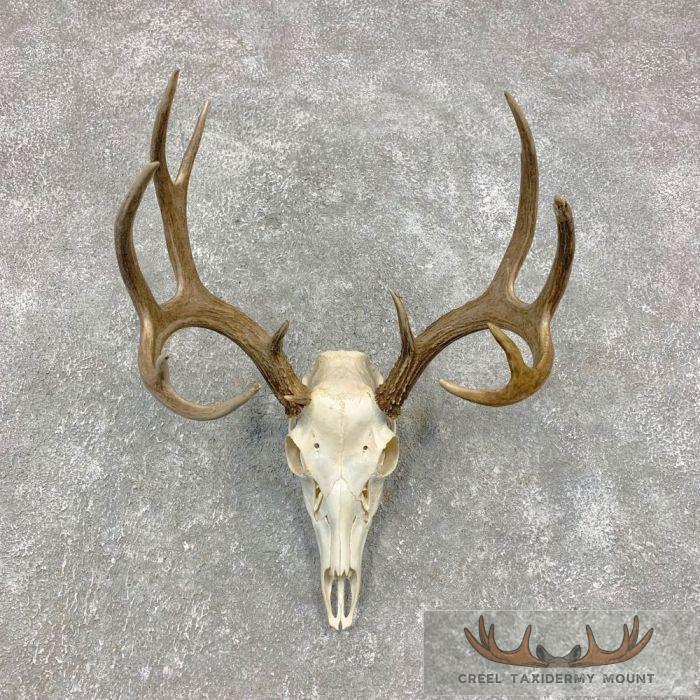 Whitetail Deer Skull and Antler Taxidermy Mount For Sale