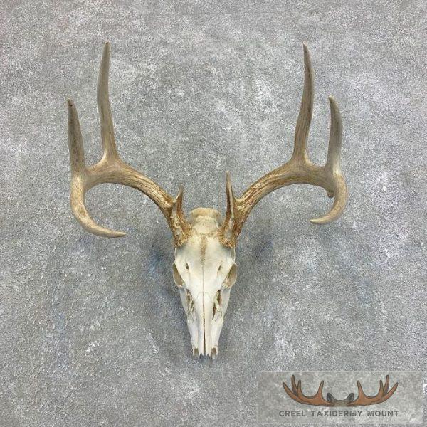 Whitetail Deer Skull European Taxidermy Mount For Sale