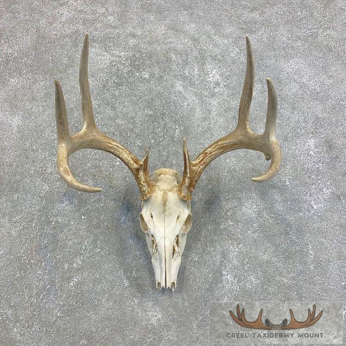 Whitetail Deer Skull European Taxidermy Mount For Sale