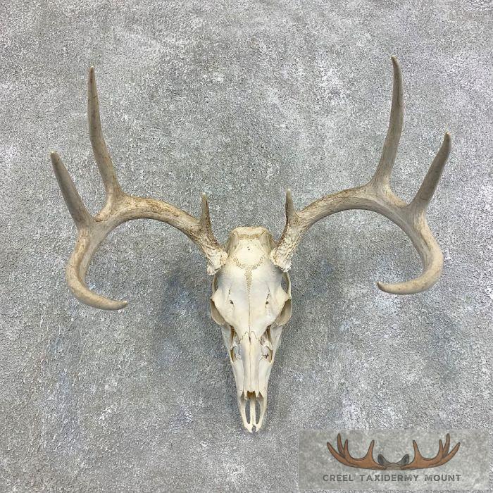 Whitetail Deer Skull and Antler Taxidermy Mount For Sale