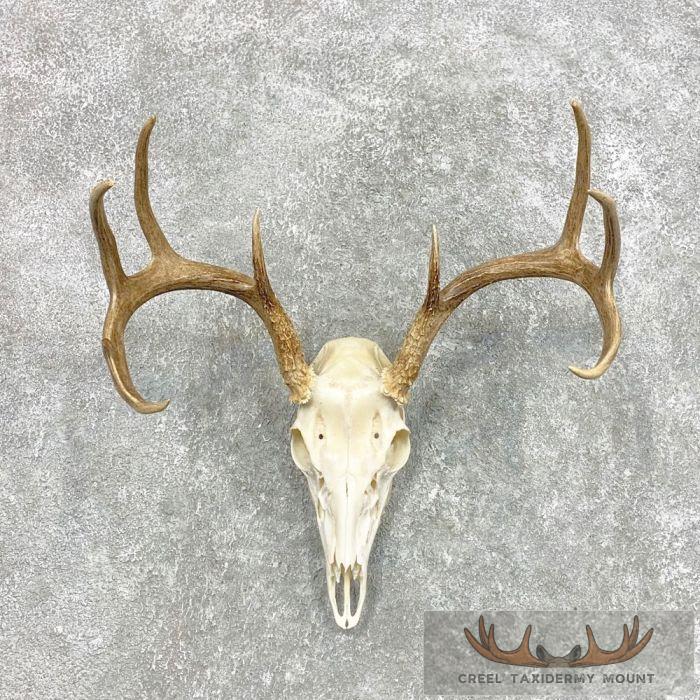 Whitetail Deer Skull European Taxidermy Mount For Sale