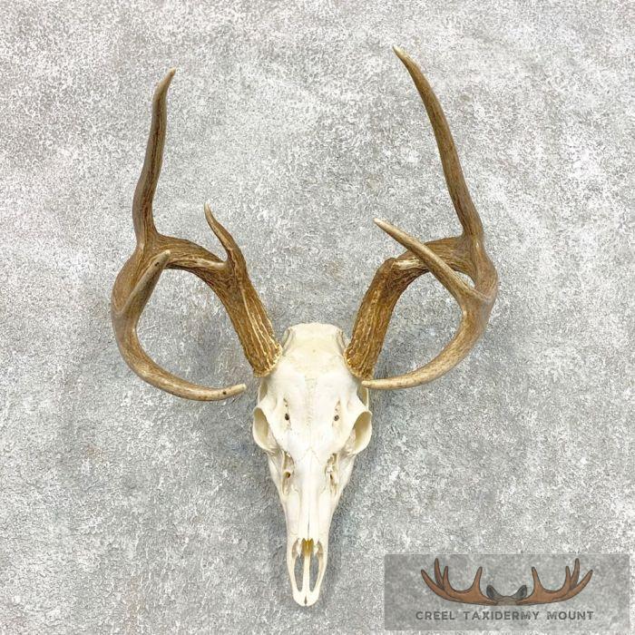 Whitetail Deer Skull European Taxidermy Mount For Sale